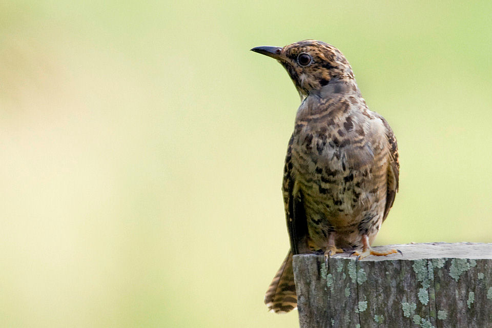 Brush Cuckoo (Cacomantis variolosus)